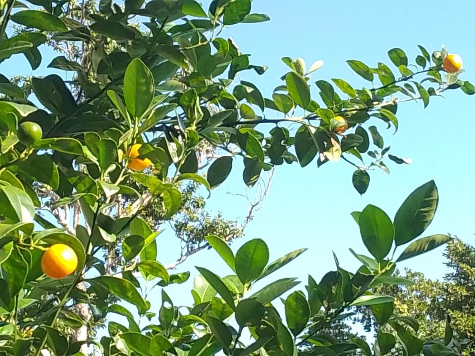 Kerubin Dorado Aparthotel Akumal Bagian luar foto